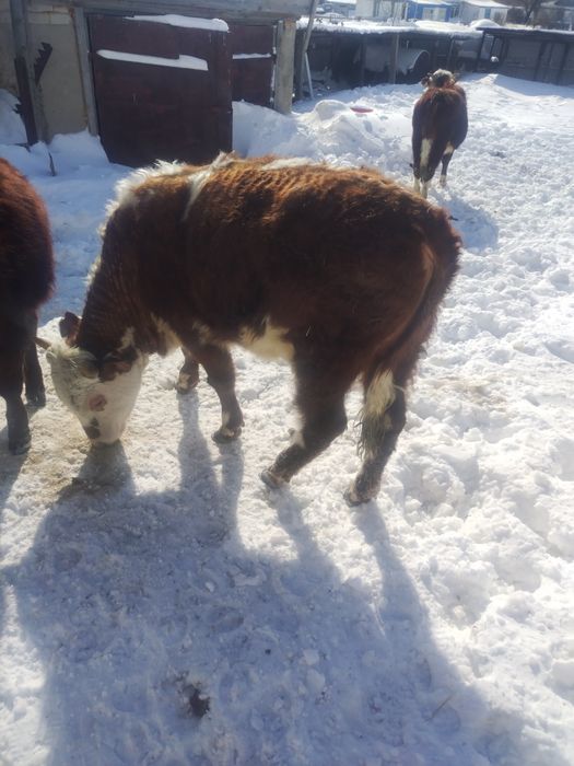 Бычки годовалые продам