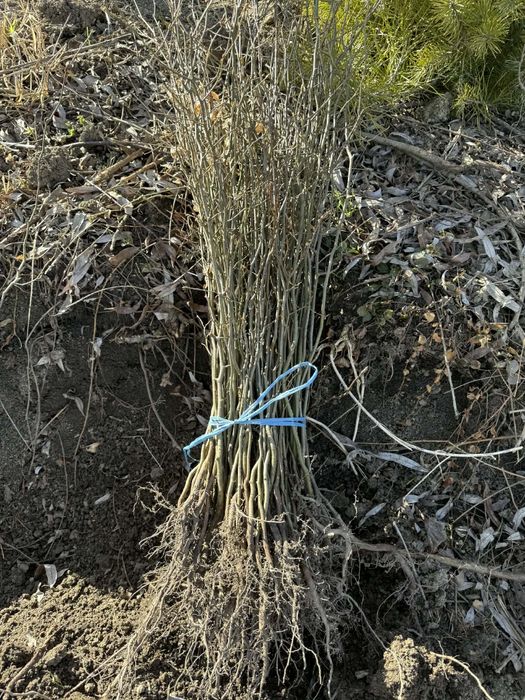 Puieți de fag pentru reîmpădurire anul 1