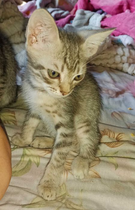 Отдам котёнка. Котята. Даром