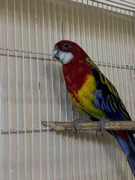 Пёстрая розела Самец