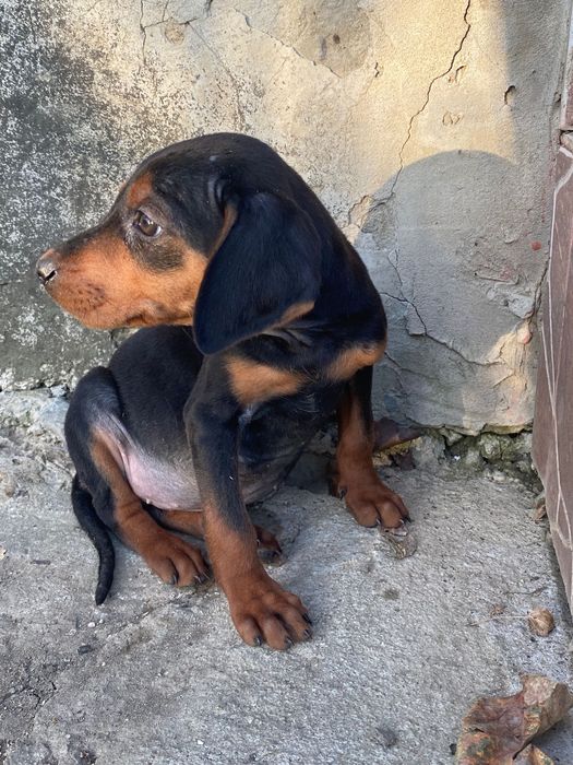 Catelus spre adoptie, isi cauta o noua casa. Are toate vaccinurile etc