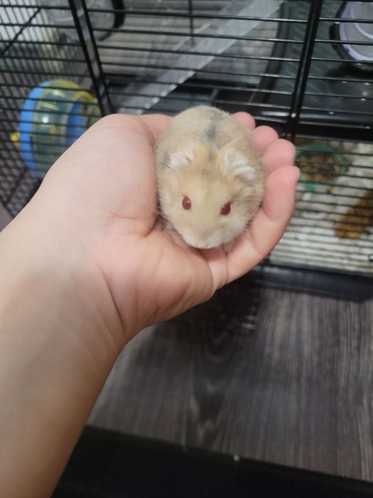 Vând hamster cu tot cu cușcă și accesorii