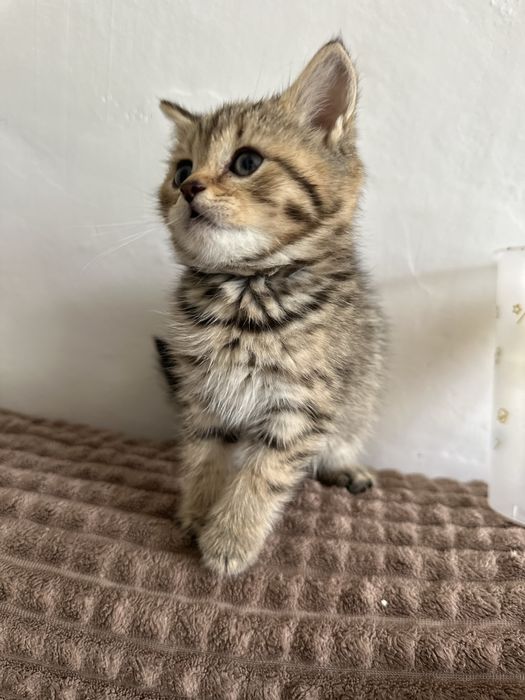 Продам породистых котят