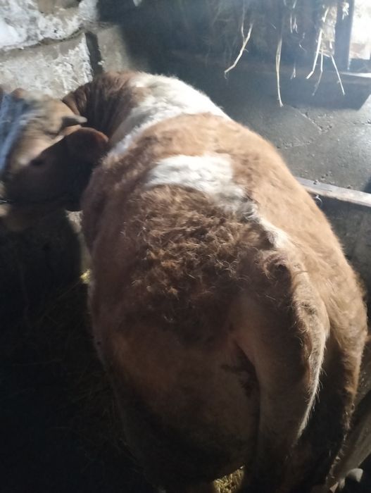 Vițel și vițea de