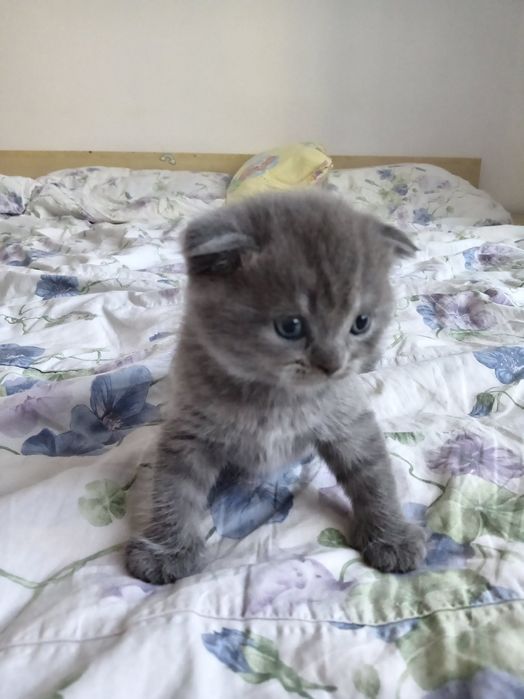 Puii british blue