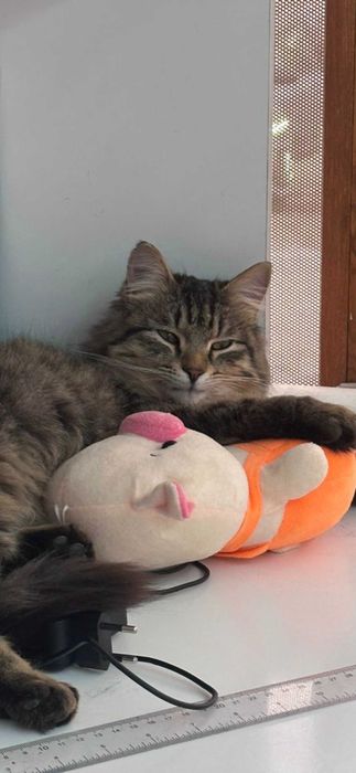 отдам в добрые руки молодого кота