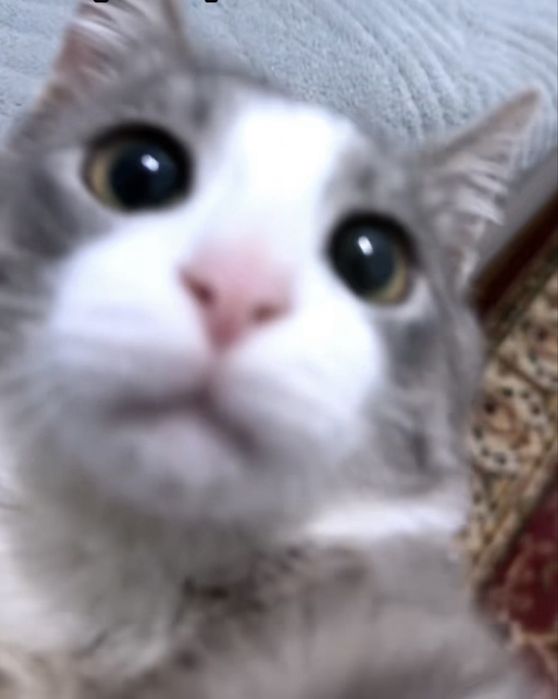 «Ойынқұмар әрі ерке мысық»