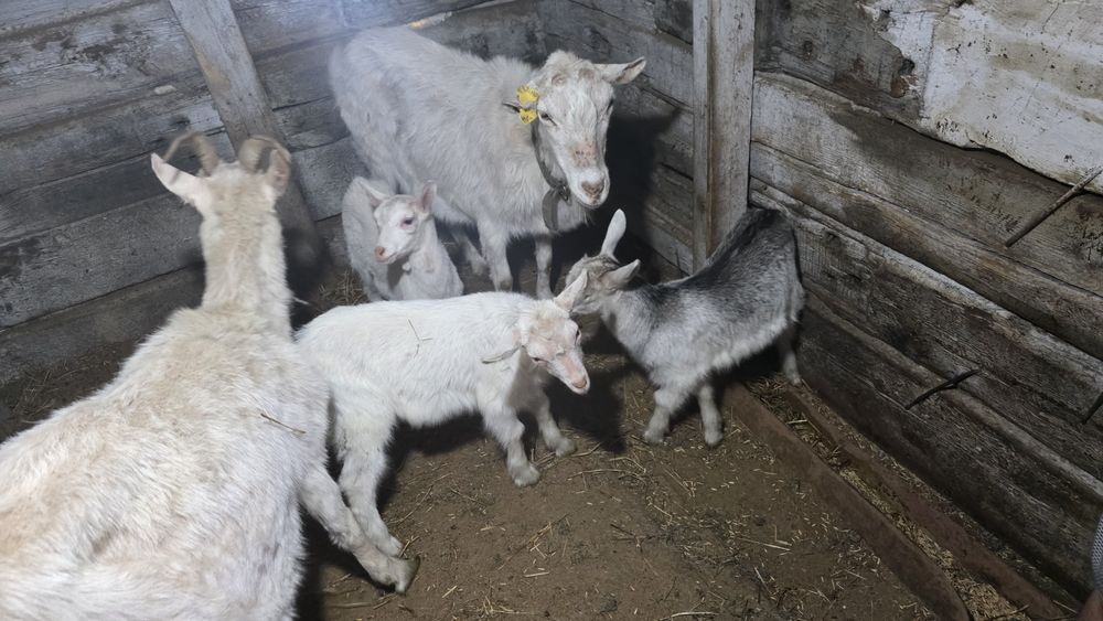 Продам всех коз за 800
