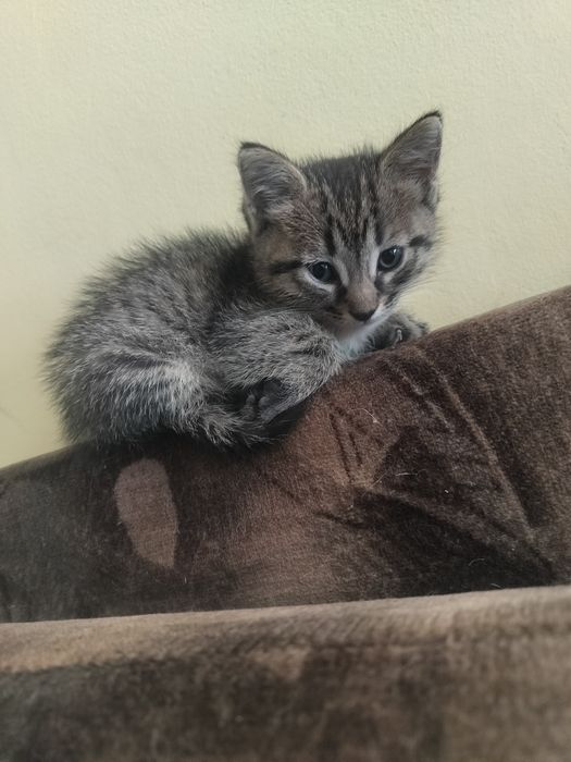 Отдам котенка мальчика