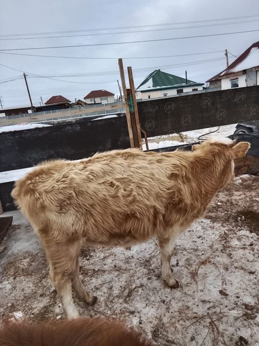 Продам тёлочку за 370тыс