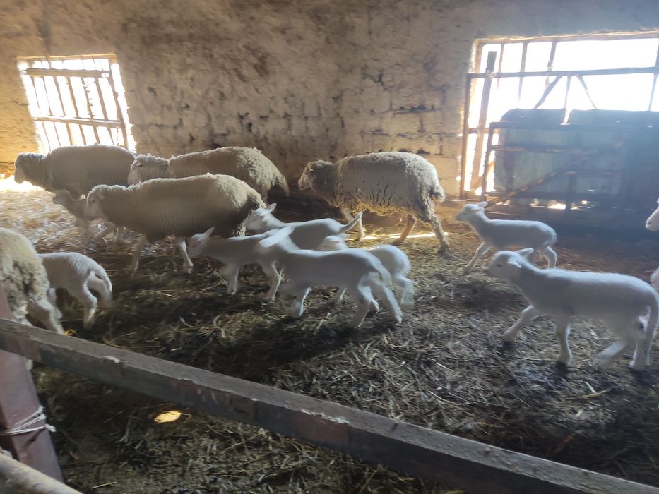 Мериносовые овцы