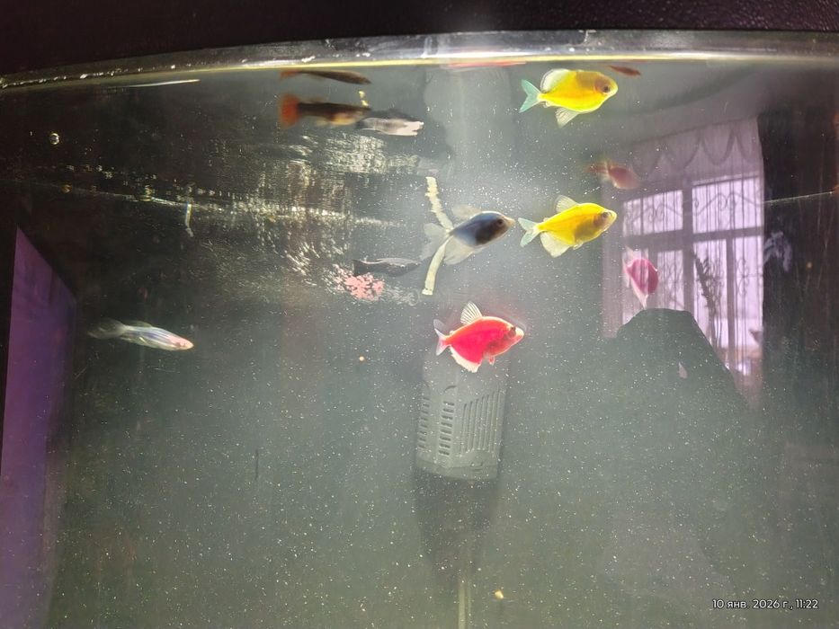 Продам аквариум с рыбками.