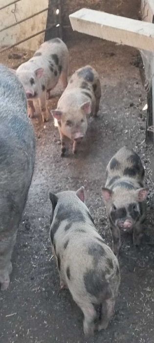 виетнамски прасета