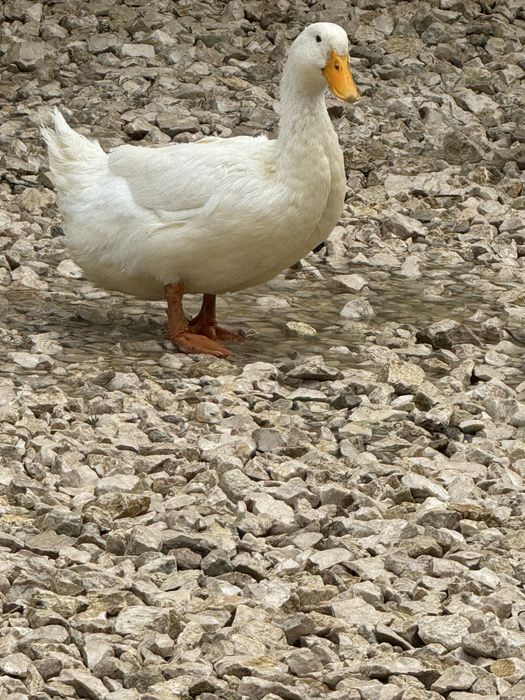 Rațe Pekin mature