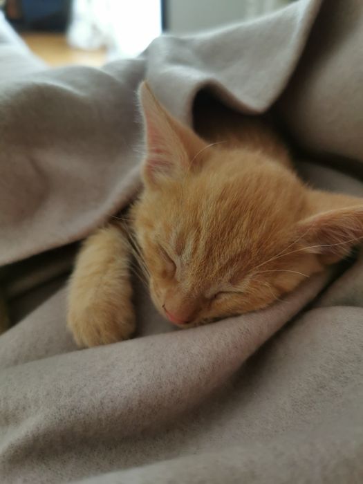 Donez motanel Garfield