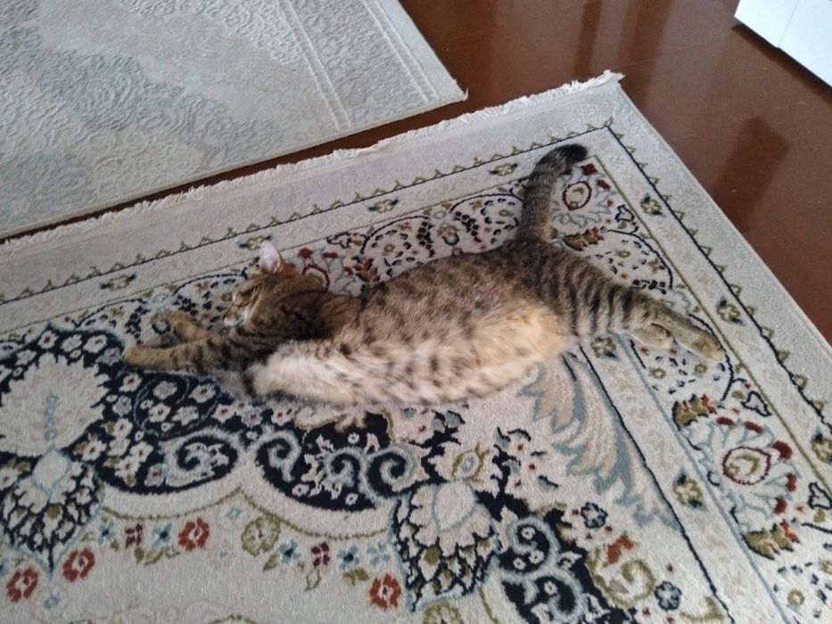 Отдам кошку в добрые руки