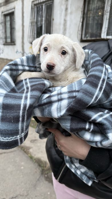 Отдам щенят красивых