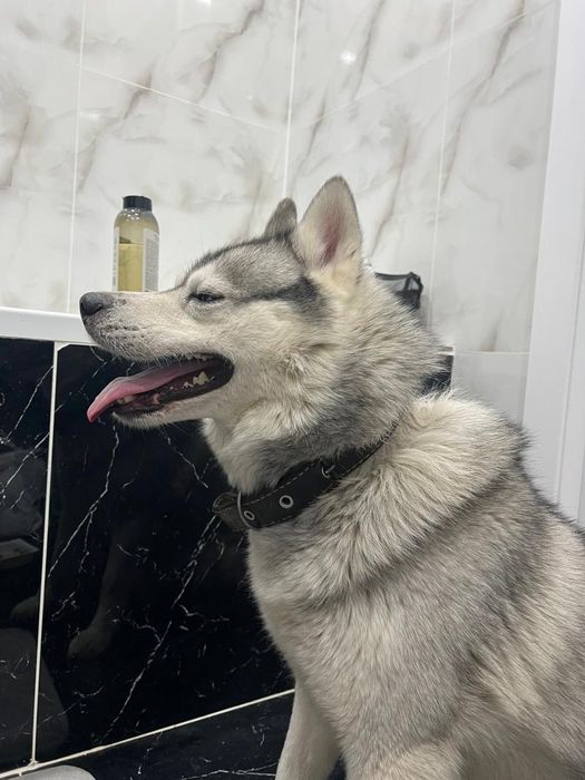 Найдена собака потеряшка Хаски