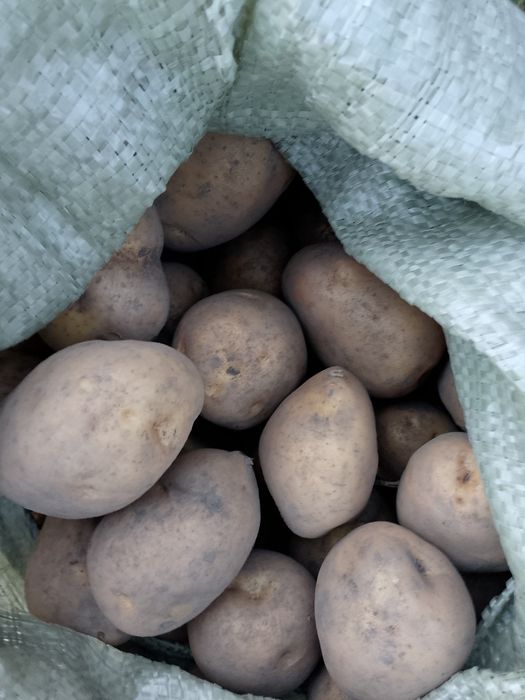 Продам картофель