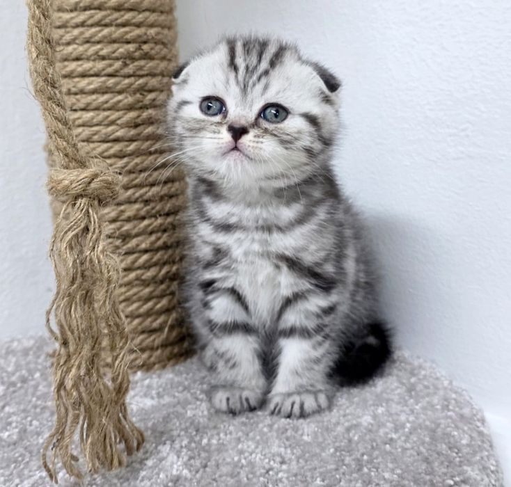 Котик висЛоуХий .