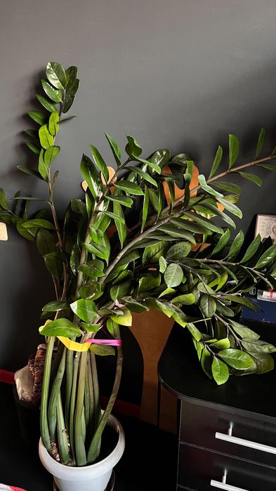 Замиокулькас Или Долларовое дерево