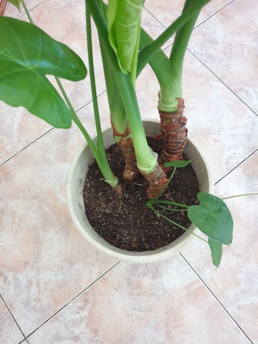 Продавам различни цветя