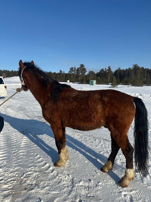 Продам коня полносью обучен