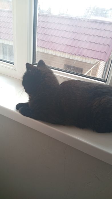 Отдам бесплатно кот