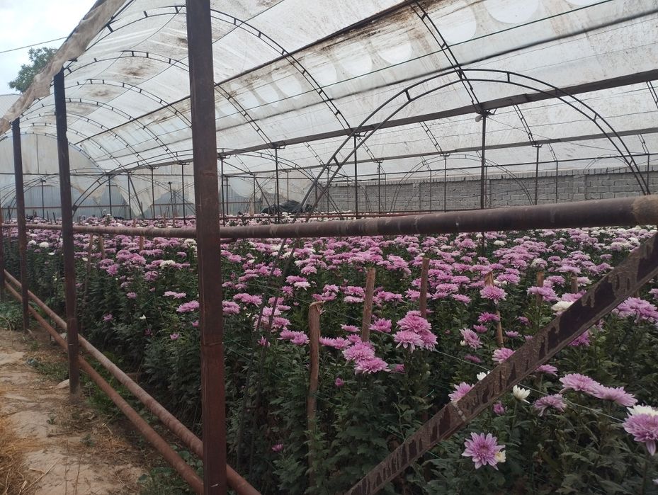 Теплица сотилади кибрай