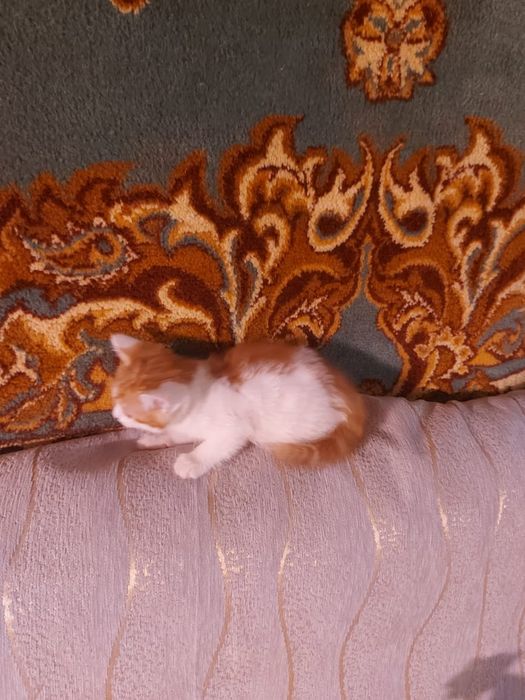 Отдадим в самые лучшие руки девочку