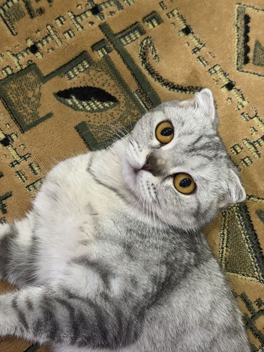 Вязка нужен котик скотиш фолд