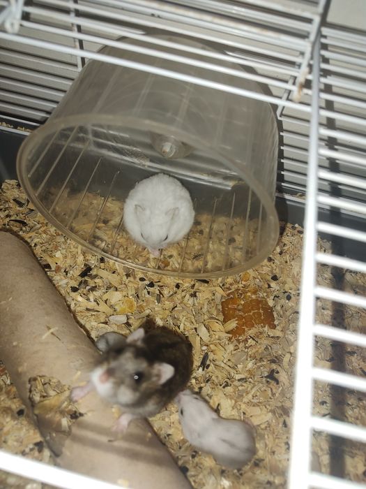 Vând pui hamster pitic