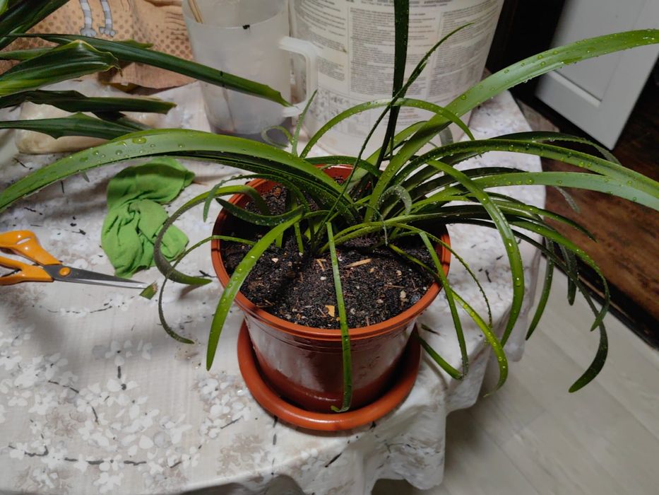 Домашний цветок.