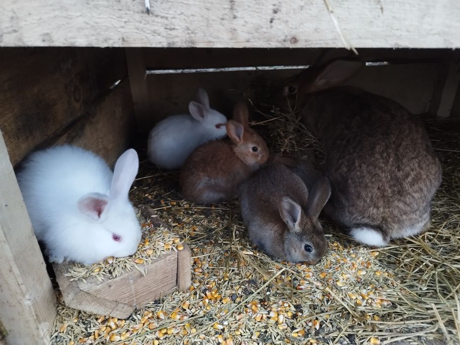 Iepurași vaccinați