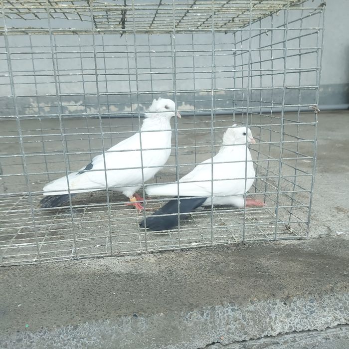 Чернахвость чубати бровястые обрезные