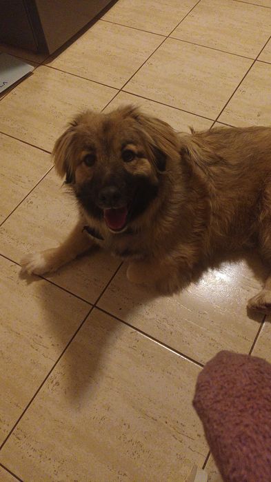 Donez catelusa 8 luni, talie medie