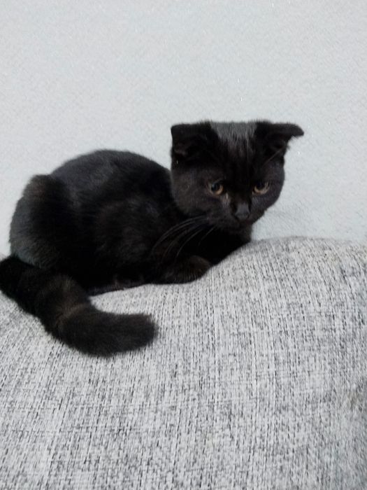 Продам котенка Скотиш Фолд