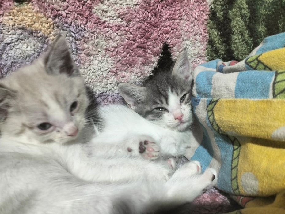 Отдам котят. Мальчики