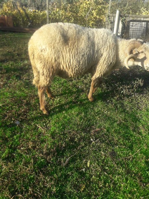 Vand berbec pentru pastrama.