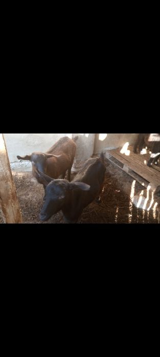 Ешки лер  сатылады!