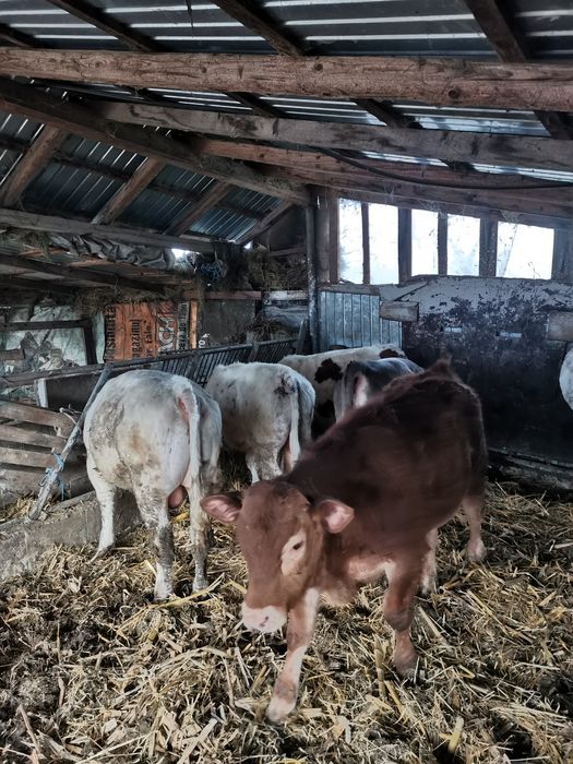 Vand 9 viței cu o medie de 290