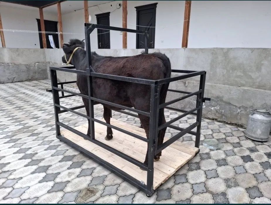 Mol tarozi xizmat мол Тарози хизмати