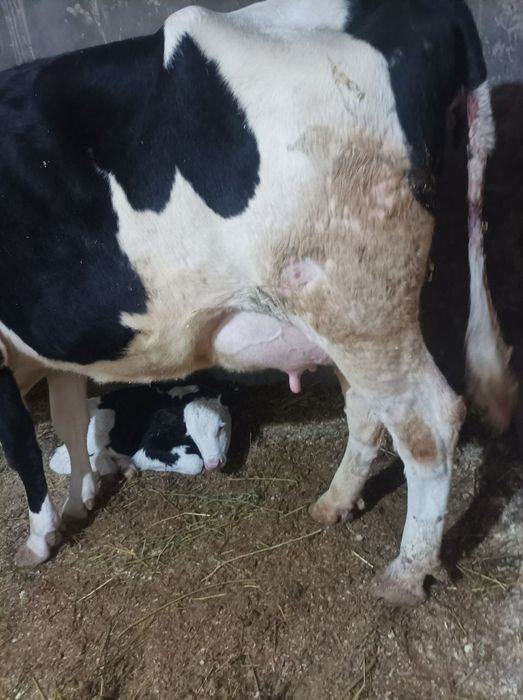 Sigir sotiladi 15 sut 6 ta tish bolasi hunajin