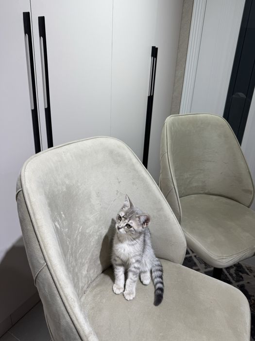 Шотландский котёнок.