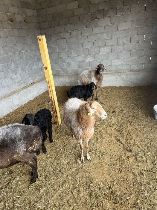 5 қой + 3 қозы сатылады | Келісімді