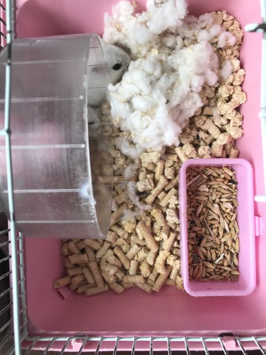 узынагаш хомяк клетка, корм, наполнитель, вата