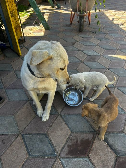 Donez cățeluși labrador