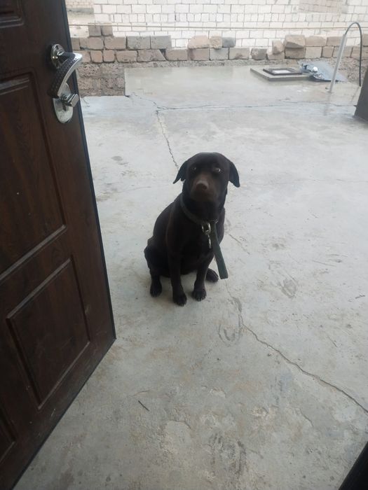 Вязка животных,собака