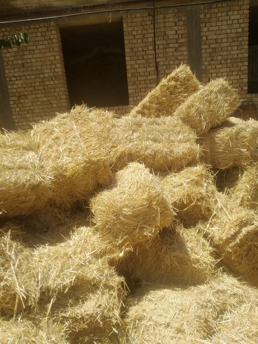 Somon  sotiladi optom narxda va dona