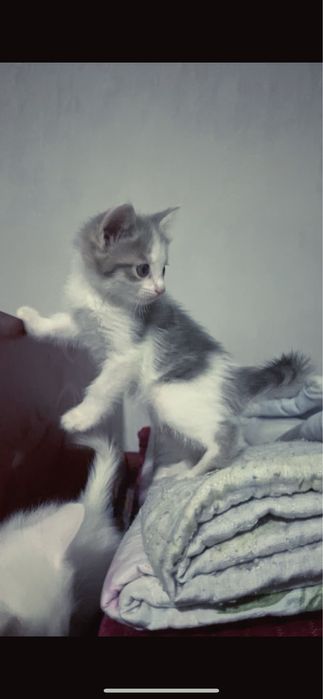 Домашний котятаа